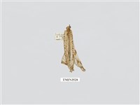 藏品(蟻蛉4)的圖片